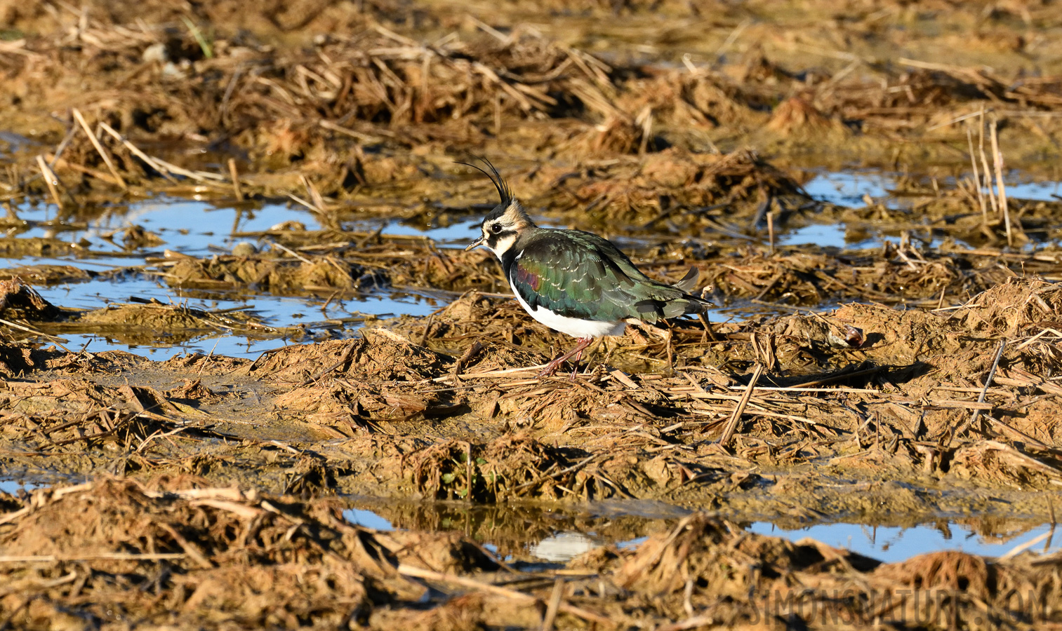 Vanellus vanellus [400 mm, 1/2500 sec at f / 8.0, ISO 1600]